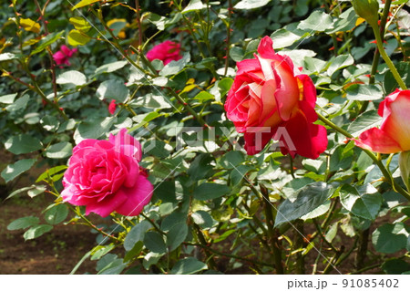 市川動植物園の赤いバラの花 91085402