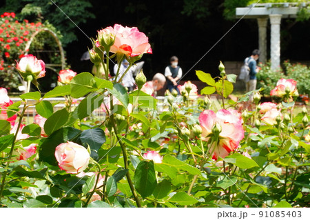 市川動植物園の赤いバラの花 91085403
