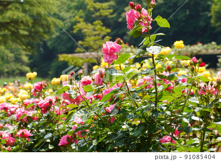 市川動植物園の赤いバラの花 91085404