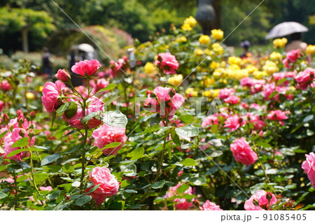 市川動植物園の赤いバラの花 91085405