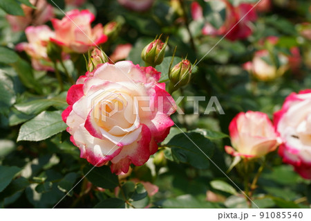 市川動植物園の赤いバラの花 市川動植物園の赤いバラの花 91085540