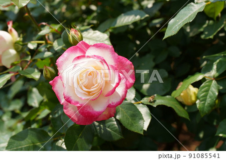 市川動植物園の赤いバラの花 市川動植物園の赤いバラの花 91085541