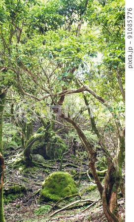 森野七で見つけた苔がついた石 91085776