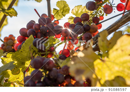 Sun shining through Red Wine grapes ready for harvest Region Moselle River Winningen Germany 91086597