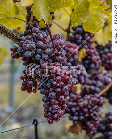 Red Wine grapes ready for harvest Region Moselle River Winningen Germany 91086598
