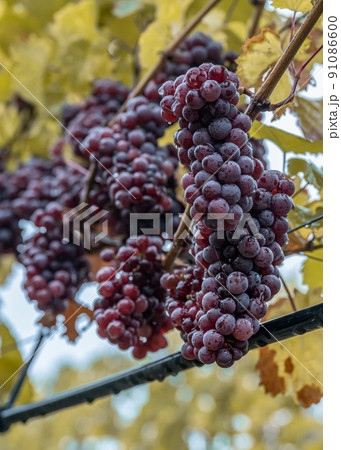 Red Wine grapes ready for harvest Region Moselle River Winningen Germany Red Wine grapes ready for harvest Region Moselle River Winningen Germany 91086600