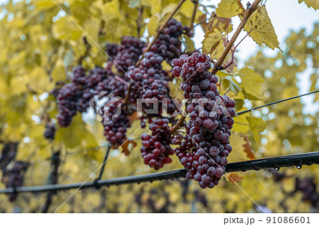 Red Wine grapes ready for harvest Region Moselle River Winningen Germany Red Wine grapes ready for harvest Region Moselle River Winningen Germany 91086601