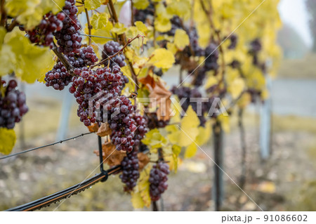Red Wine grapes ready for harvest Region Moselle River Winningen Germany 91086602