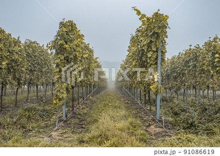 white Wine grapes fall morning mist ready for harvest Region Moselle River Winningen Germany 91086619