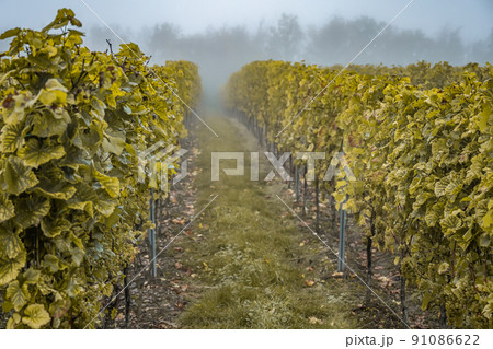 white Wine grapes fall morning mist ready for harvest Region Moselle River Winningen Germany 91086622