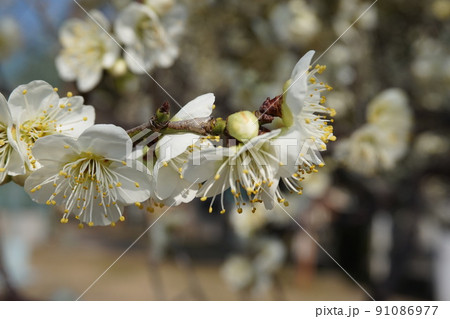 梅の花 梅の花 91086977