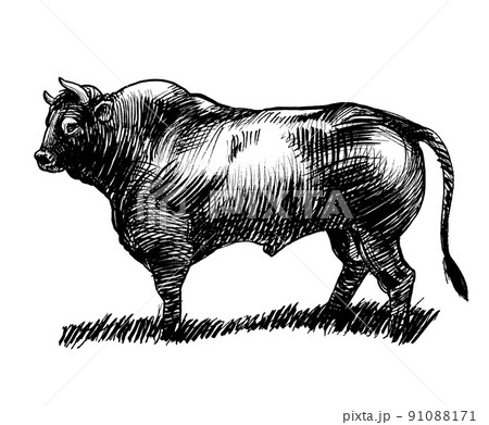Big bull. Ink black and white drawing Big bull. Ink black and white drawing 91088171