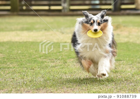 フリスビー犬 シェルティ フリスビー犬 シェルティ 91088739