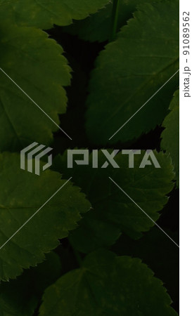 Macro green leaf background Macro green leaf background 91089562