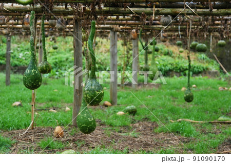 ひょうたん ひょうたん 91090170