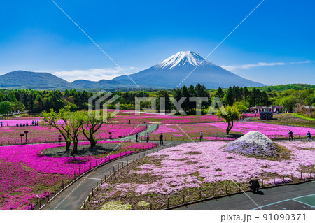 芝桜公園からの富士山 91090371
