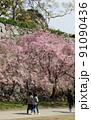 福岡市舞鶴公園の桜 91090436