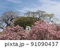 福岡市の舞鶴公園の桜と城壁 91090437