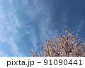 青空と桜 91090441
