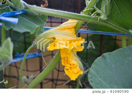 家庭菜園－野菜・花 91090590