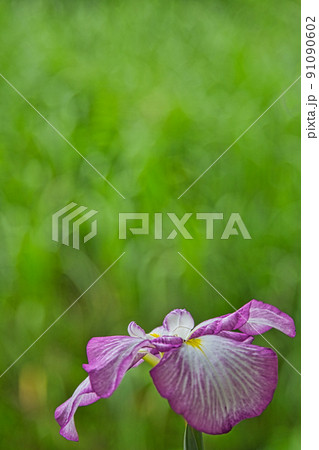 家庭菜園-野菜・花 家庭菜園-野菜・花 91090602