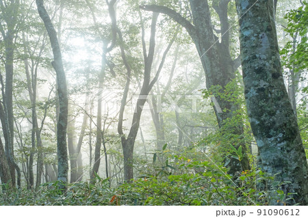 ブナ林の道に光芒が差し込む風景（大山鏡ヶ成） 91090612