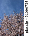 桜と青空2 91090736