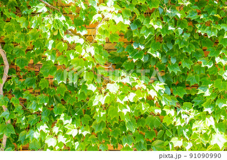 レンガの壁と植物　背景素材 91090990
