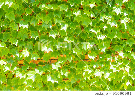 レンガの壁と植物　背景素材 91090991