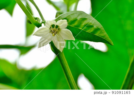ピーマンの花 91091165