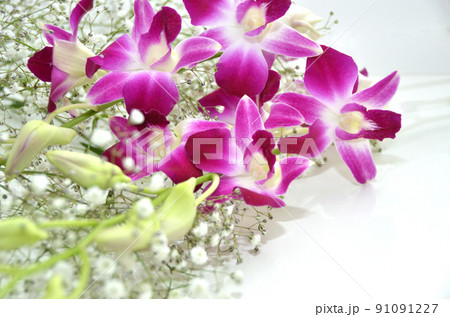 バック素材のデンファレ・蘭の花・卒業・入学式イメージ バック素材のデンファレ・蘭の花・卒業・入学式イメージ 91091227