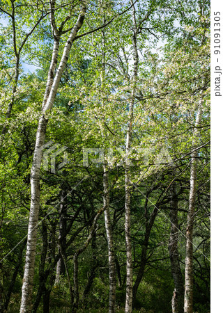 戦場ヶ原ズミ咲く 91091305