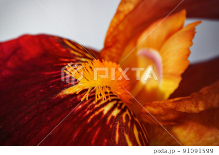 Close up of a red iris flower macro shot Close up of a red iris flower macro shot 91091599