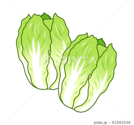 白菜のイラスト 白菜のイラスト 91092036