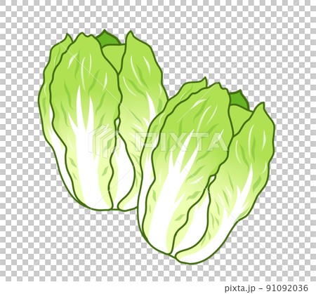 白菜のイラスト 白菜のイラスト 91092036
