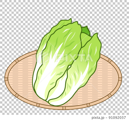 Cabbage illustration 91092037