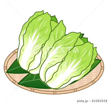 白菜のイラスト 白菜のイラスト 91092038