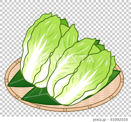 白菜のイラスト 白菜のイラスト 91092038