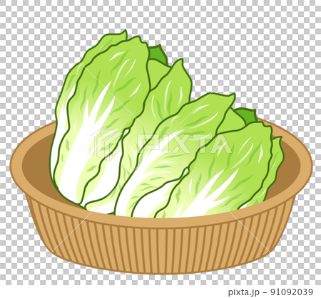 白菜的插圖 白菜的插圖 91092039