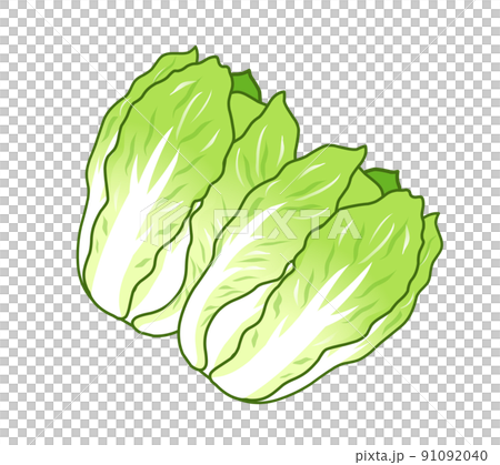 白菜的插圖 91092040