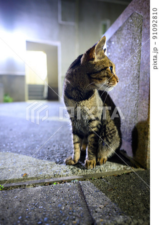 夜の散歩するキジトラ猫 夜の散歩するキジトラ猫 91092810
