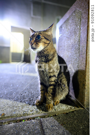 夜の散歩するキジトラ猫 91092811