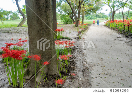 愛知県稲沢市祖父江町　木曽三川公園ワイルドネイチャープラザの彼岸花の群生地 91093296