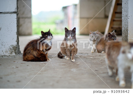 There are a lot of stray cats on the concrete floor. The concept of homeless animals in need of veterinary care 91093642