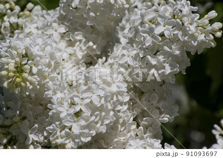 Close-Up of big lilac branch blooms on blurred background 91093697