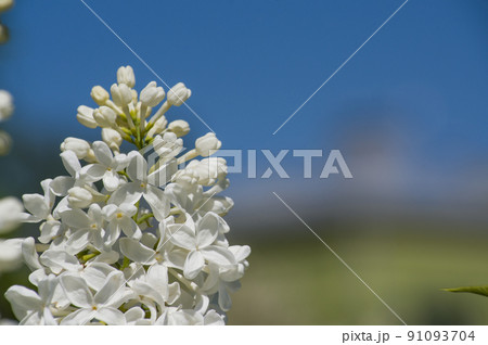 Close-Up of big lilac branch blooms on blurred background 91093704