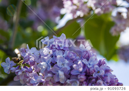 Close-Up of big lilac branch blooms on blurred background Close-Up of big lilac branch blooms on blurred background 91093726
