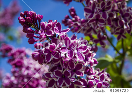 Close-Up of big lilac branch blooms on blurred background Close-Up of big lilac branch blooms on blurred background 91093729