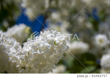 Close-Up of big lilac branch blooms on blurred background 91093757