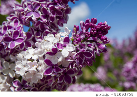 Close-Up of big lilac branch blooms on blurred background 91093759